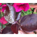 Бугенвиллия Magenta Glory Бугенвиллия Magenta Glory