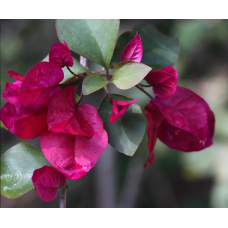 Бугенвиллия Magenta Glory Бугенвиллия Magenta Glory