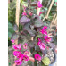 Бугенвиллия Black Maria Бугенвиллия Black Maria
