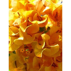 Бугенвиллия California Gold Бугенвиллия California Gold