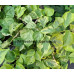 Бугенвиллия San Diego Red Variegata Бугенвиллия San Diego Red Variegata