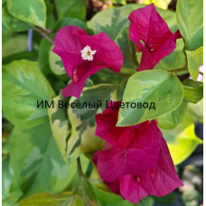 Бугенвиллия San Diego Red Variegata Бугенвиллия San Diego Red Variegata