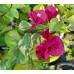Бугенвиллия San Diego Red Variegata Бугенвиллия San Diego Red Variegata