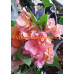 Бугенвиллея (Bougainvillea) Scarlet Glory Orange Бугенвиллея (Bougainvillea) Scarlet Glory Orange