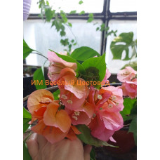 Бугенвиллия Scarlet Glory Orange Бугенвиллия Scarlet Glory Orange