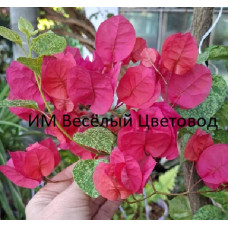 Бугенвиллия Snow Red Бугенвиллия Snow Red
