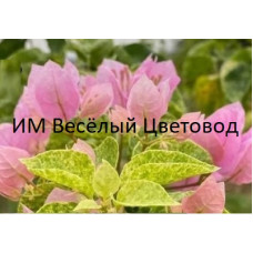Бугенвиллия Snow Pink Бугенвиллия Snow Pink