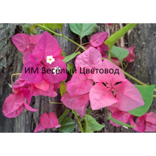 Бугенвиллия Raspberry Ice Rosso Бугенвиллия Raspberry Ice Rosso