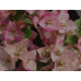 Бугенвиллия Citra Cream Бугенвиллия Citra Cream