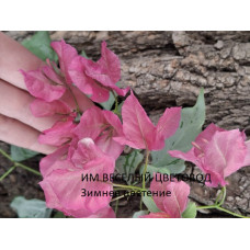 Бугенвиллия Silver Red Butterfly Бугенвиллия Silver Red Butterfly