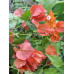 Бугенвиллия Tomato Red Бугенвиллия Tomato Red