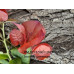 Бугенвиллия Tomato Red Бугенвиллия Tomato Red