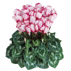 Cyclamen Halios® Victoria 50 Rose A Oeil 