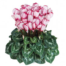 Cyclamen Halios® Victoria 50 Rose A Oeil Cyclamen Halios® Victoria 50 Rose A Oeil