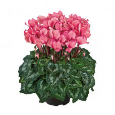 Cyclamen Halios® Victoria 50 Saumon Cyclamen Halios® Victoria 50 Saumon