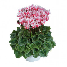 Cyclamen Premium® Abanico Saumon Cyclamen Premium® Abanico Saumon