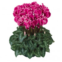 Цикламен Halios® Curly Magenta Lisere Цикламен Halios® Curly Magenta Lisere