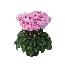 Cyclamen Halios® Falbala special Rose Cyclamen Halios® Falbala special Rose
