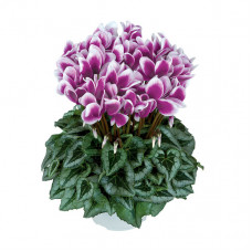 Cyclamen Halios® Fantasia Decora Violet Fonce Cyclamen Halios® Fantasia Decora Violet Fonce