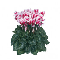 Цикламен Halios® Fantasia Magenta Цикламен Halios® Fantasia Magenta
