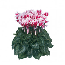 Cyclamen Halios® Fantasia Magenta Cyclamen Halios® Fantasia Magenta