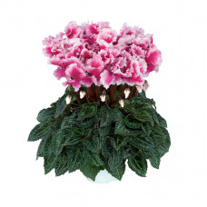 Cyclamen Halios® Friola Magenta Cyclamen Halios® Friola Magenta