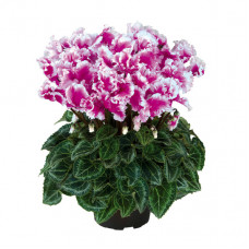 Cyclamen Halios® Friola Violet Cyclamen Halios® Friola Violet