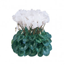 Cyclamen Halios® HD Blanc Pur Cyclamen Halios® HD Blanc Pur