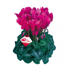 Cyclamen Halios® HD Dhiva Violet Fonce Cyclamen Halios® HD Dhiva Violet Fonce