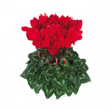 Cyclamen Halios® HD Ecarlate Vif Cyclamen Halios® HD Ecarlate Vif