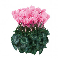 Cyclamen Halios® HD Fuchsia Clair Cyclamen Halios® HD Fuchsia Clair
