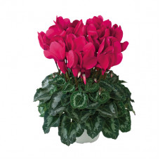 Cyclamen Halios® HD Grenadine Cyclamen Halios® HD Grenadine