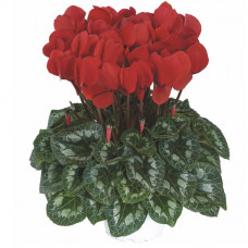 Cyclamen Halios® HD Rouge Rebelle Cyclamen Halios® HD Rouge Rebelle