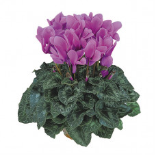 Cyclamen Halios® HD Violet Cattleya Cyclamen Halios® HD Violet Cattleya