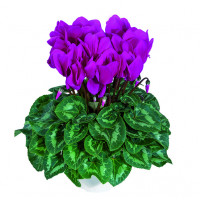 Цикламен Halios® HD Violet Vif