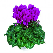 Cyclamen Halios® HD Violet Vif 
