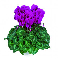 Cyclamen Halios® HD Violet Vif Cyclamen Halios® HD Violet Vif