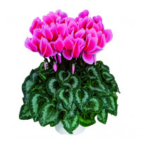 Цикламен Halios® Litchi Fuchsia Цикламен Halios® Litchi Fuchsia