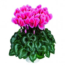 Cyclamen Halios® Litchi Fuchsia Cyclamen Halios® Litchi Fuchsia