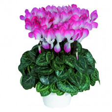 Cyclamen Indiaka® Saumon Cyclamen Indiaka® Saumon