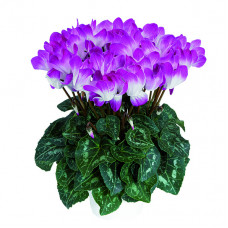 Cyclamen Indiaka® Violet Cyclamen Indiaka® Violet