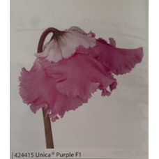 Cyclamen Unica Purple Cyclamen Unica Purple
