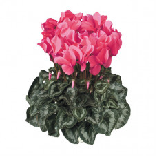 Cyclamen Halios® HD Saumon Cyclamen Halios® HD Saumon