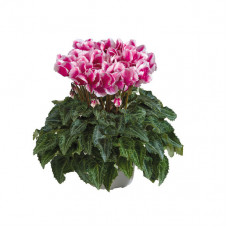 Cyclamen Premium® Abanico Magenta Cyclamen Premium® Abanico Magenta
