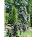Ель колючая Глаука Пендула (Picea pungens Glauca Pendula) Ель колючая Глаука Пендула (Picea pungens Glauca Pendula)