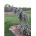 Ель колючая Глаука Пендула (Picea pungens Glauca Pendula) Ель колючая Глаука Пендула (Picea pungens Glauca Pendula)