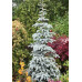Ель колючая Хупси (Picea pungens Hoopsii) Ель колючая Хупси (Picea pungens Hoopsii)