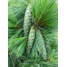 Сосна Шверина Витхорст (Pinus schwerinii Wiethorst) Сосна Шверина Витхорст (Pinus schwerinii Wiethorst)