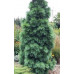 Сосна Шверина Витхорст (Pinus schwerinii Wiethorst) Сосна Шверина Витхорст (Pinus schwerinii Wiethorst)