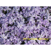Флокс шиловидный Эмеральд Кашн Блу (Emerald Cushion Blue) Флокс шиловидный Эмеральд Кашн Блу (Emerald Cushion Blue)